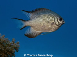 Whitebelly damselfish (Amblyglyphidodon leucogaster)

S... by Thomas Bannenberg 
